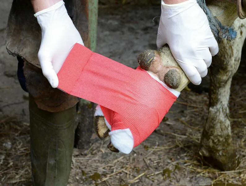 VliVet® Klauenbandage